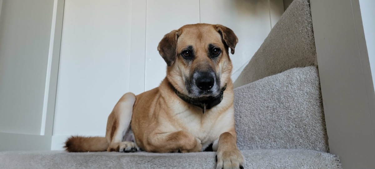 Benji — photo 12 of 14