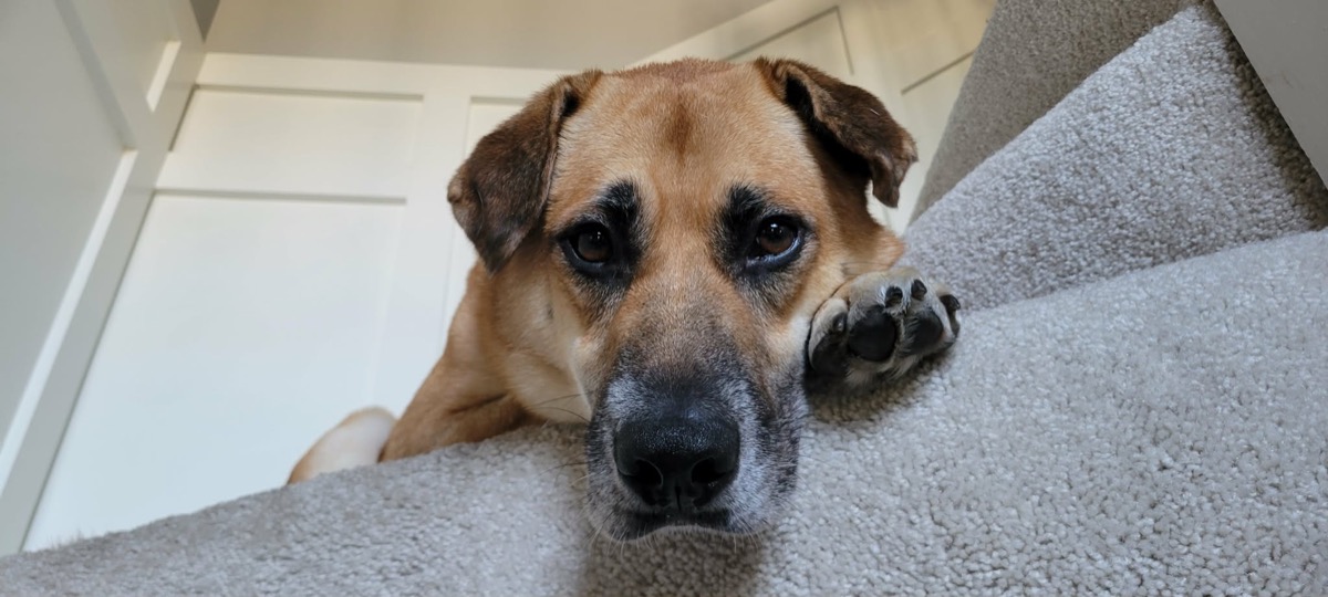 Benji — photo 2 of 14