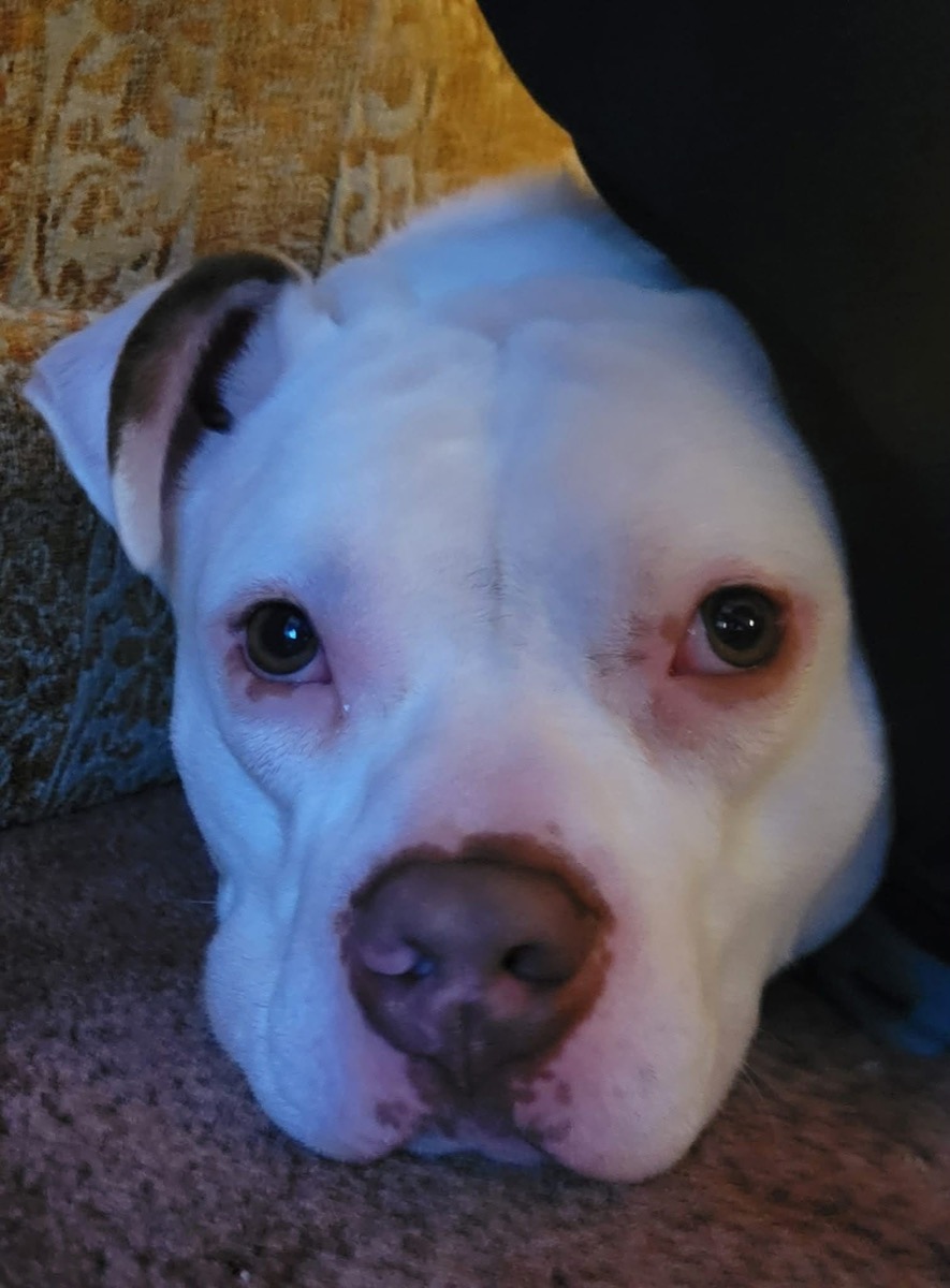 Ham