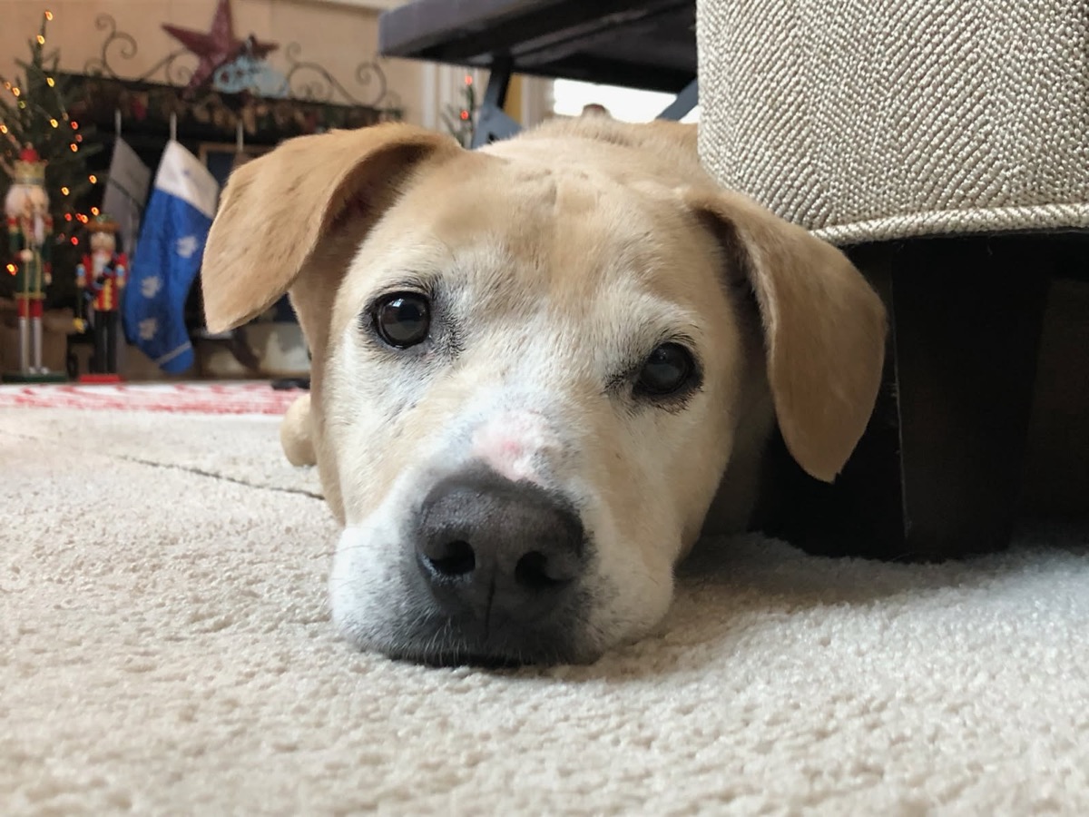 Harvey — photo 3 of 3