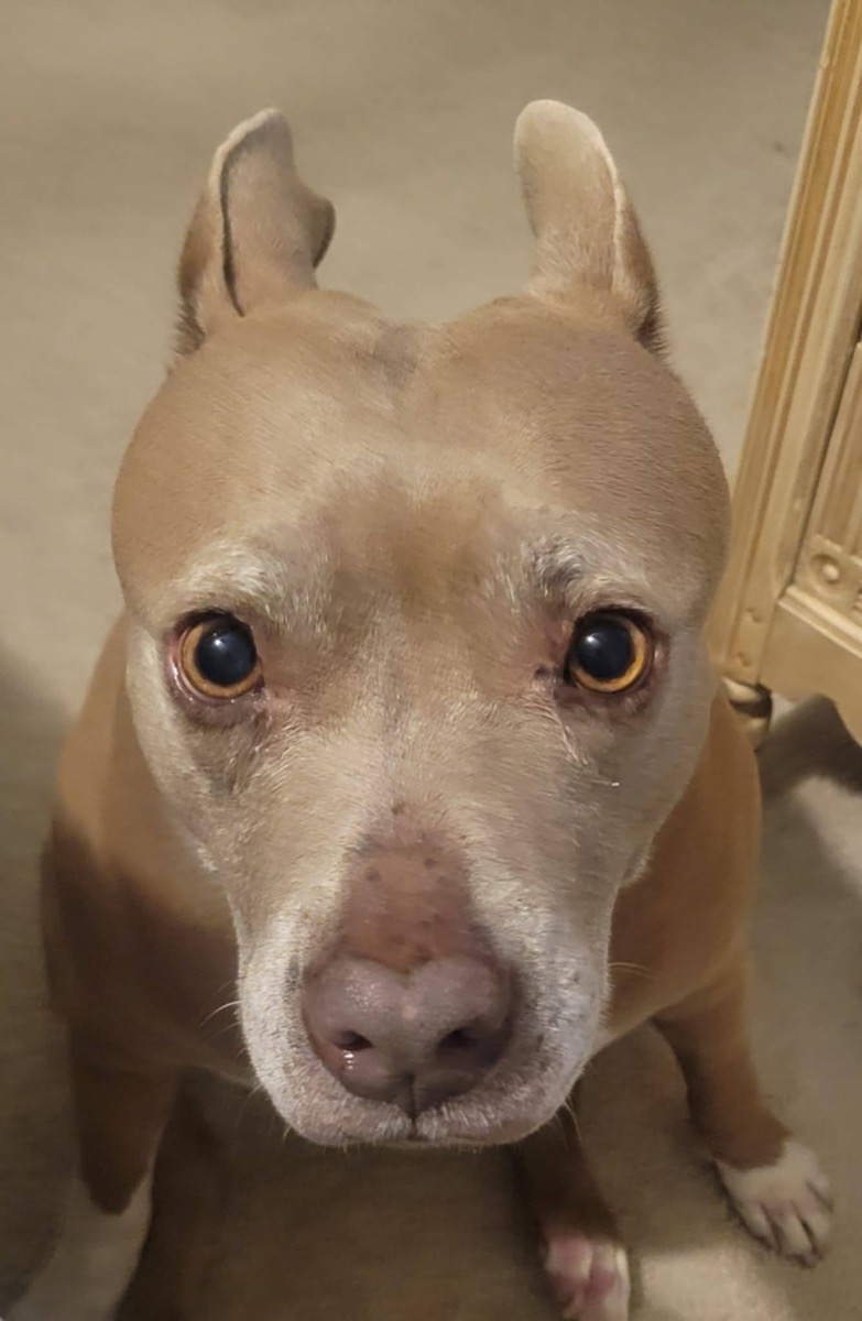 Lila — photo 10 of 10