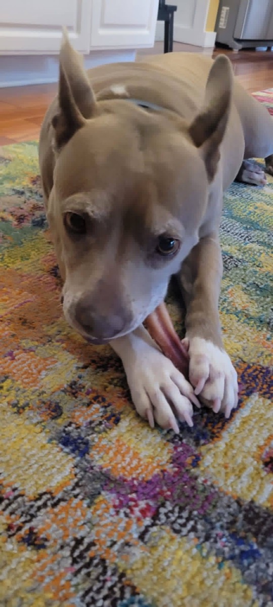 Lila — photo 6 of 10