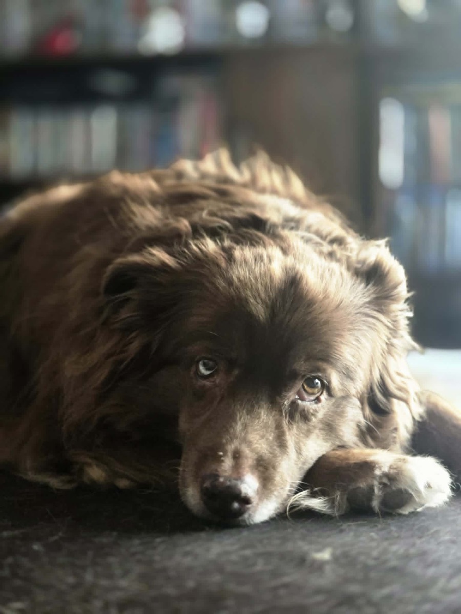 Little Bear