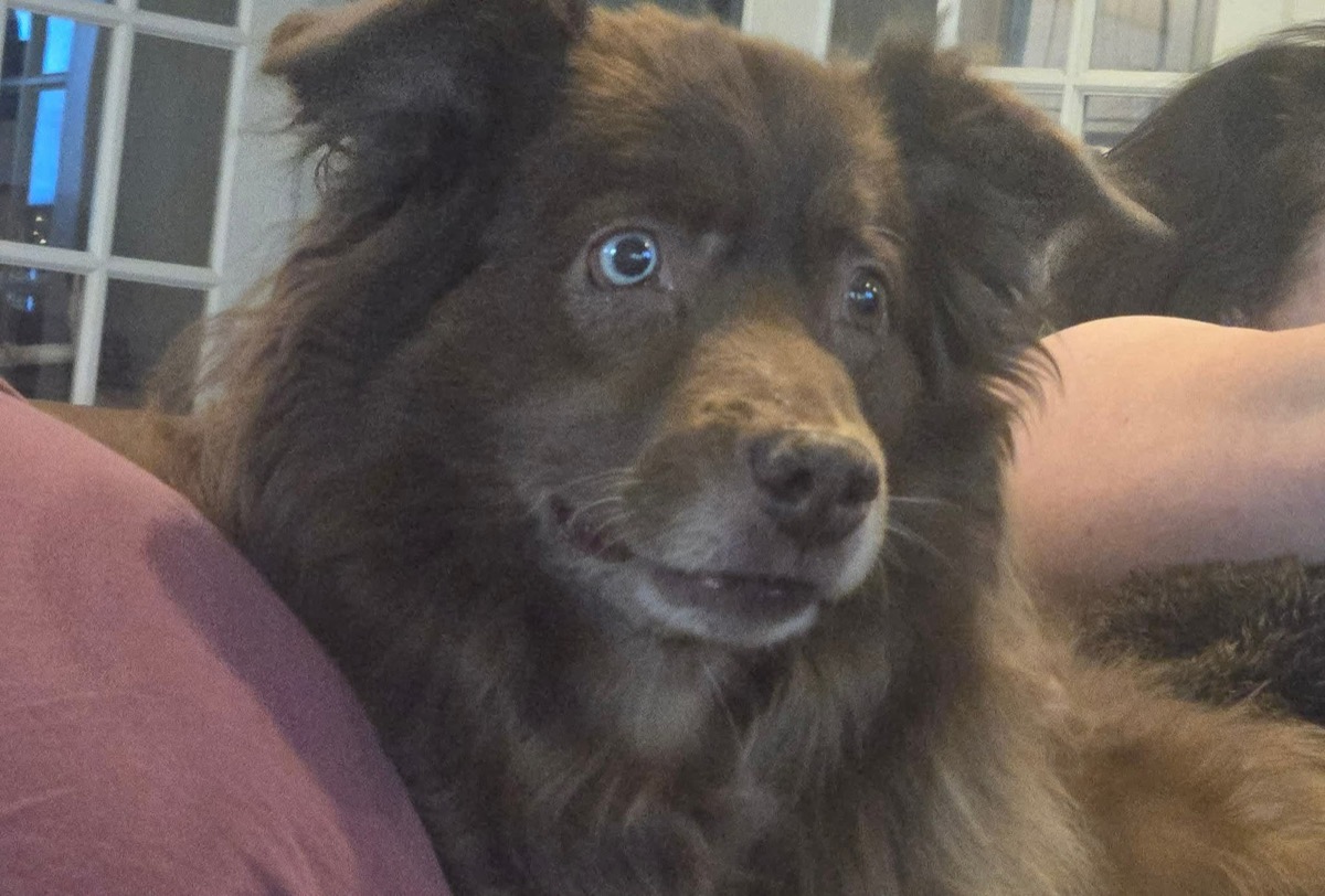 Little Bear — photo 3 of 3