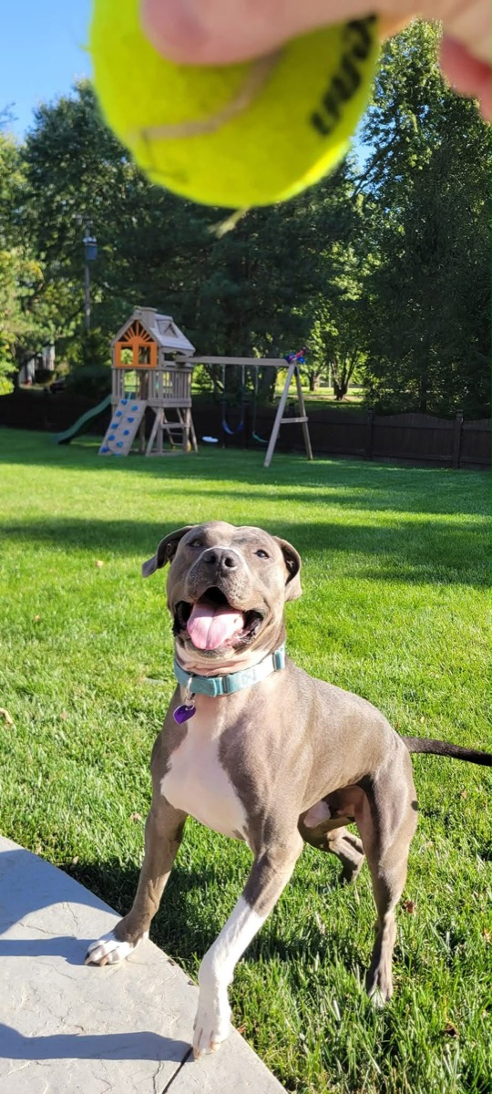 Pumba