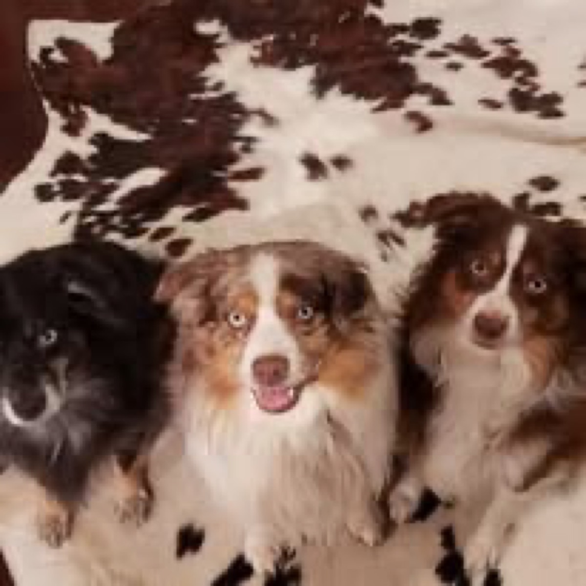 Sonja's pack — photo 9 of 22